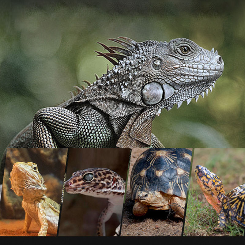 Lampada Riscaldante per Rettil - Gecko Lighting & Decor recensione e prezzo